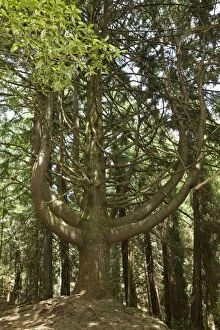 Forest Park of Queimadas - Big pines trunk (Parque