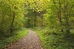 Images Dated 13th October 2013: Forest Path / Trail through deciduous forest Autumn