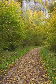 Images Dated 13th October 2013: Forest Path / Trail through deciduous forest Autumn