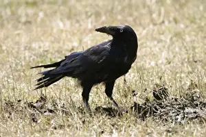 Raven Prints: Forest Raven Open country central Tasmania, Australia