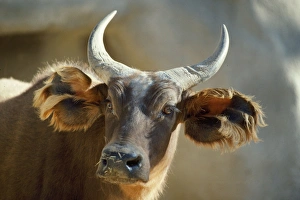 Images Dated 9th February 2007: Forest / Red Buffalo