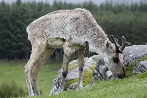Forest reindeer grazing in rain, Highland Wildlife Park, Scotland