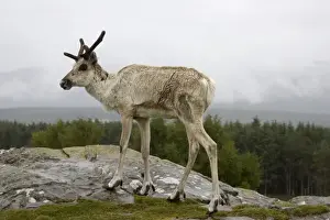 Kincraig Prints: Forest Reindeer Highland Wildlife Park, Scotland