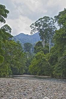 Forest scene, Gunung Leuser National Park