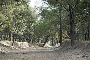 Images Dated 7th July 2004: Forest - South Luangwa Valley - Zambia