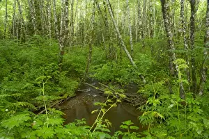 Bogs Prints: Forest Stream - bog Tillamook Area, Oregon, USA LA001049