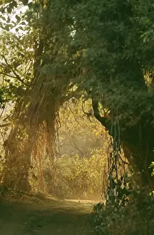 Forest Track CB 95 Ranthambhore National Park, Rajasthan, India. © Chris Brunskill / ARDEA LONDON