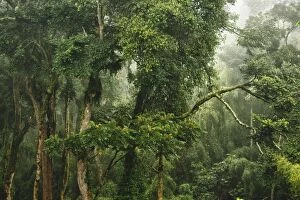 Congo Gallery: Forest Trees