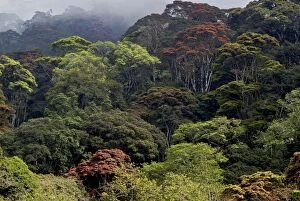 Forest of the Udzungwa escarpment