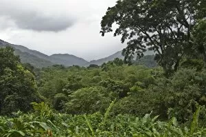 Images Dated 5th December 2008: Forest - in valley - looking down from Asa Wright Centre - Trinidad