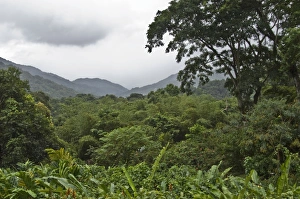 Images Dated 5th December 2008: Forest - in valley - looking down from Asa Wright Centre