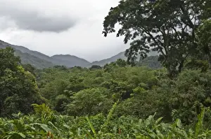Trinidad Prints: Forest - in valley - looking down from Asa Wright Centre - Trinidad