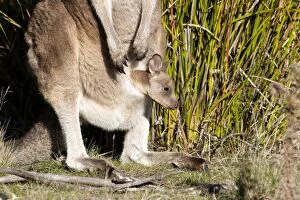 Forester / Eastern Grey Kangaroo - female with joey