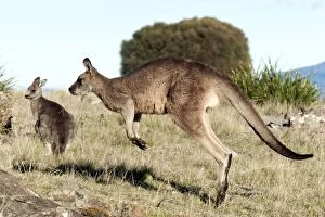 Forester / Eastern Grey Kangaroo - male hopping
