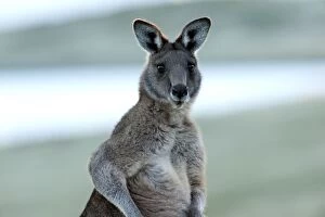 Forester / Eastern Grey Kangaroo - male - largest marsupial