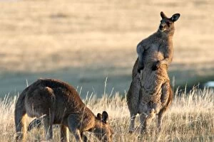 Forester Eastern Grey Kangaroo - males grazing & scratching