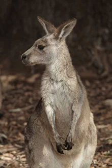 Forester Kangaroo ( Macropus giganteus tasmaniensis)