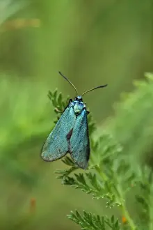 Forester Moth Europe
