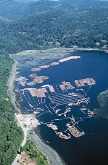 Quay Prints: Forestry - Log sorting. Vancouver Island, British Columbia, Canada
