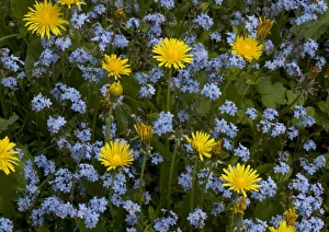 Images Dated 30th April 2005: Forget Me Not