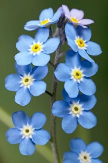 6 Gallery: Forget-Me-Not - Close-up on the flowers