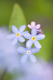 Plants Collection: Forget-me-Not Flowers Norfolk UK