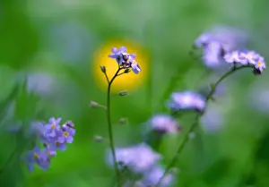 Present Idea Prints: Forget-me-not - flowers UK garden