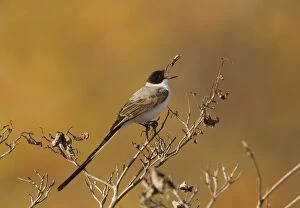 Images Dated 19th November 2010: Fork-tailed Flycatcher - feeding