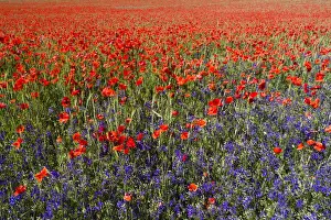 Forking Prints: Forking Larkspur and Poppies, (Papaver rhoeas) in a wheat field, Hessen, Germany