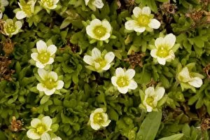 Images Dated 17th July 2006: A form of tufted saxifrage