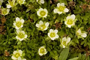 Saxifrage Prints: A form of tufted saxifrage (Saxifraga caespitosa ssp. uniflora); Norway