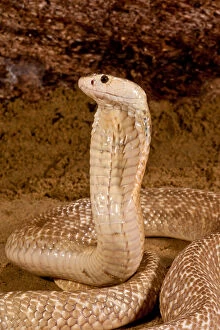 Formosan Cobra, Naja naja formosa, Native