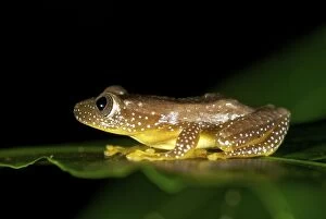Images Dated 10th February 2008: Fornasini's Spiny Reed Frog