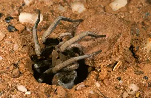 In Hole Prints: Forrest's Wolf Spider - Emerging from burrow 3 km NW of mt dimer
