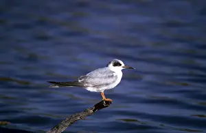 Forsters Prints: Forster's Tern