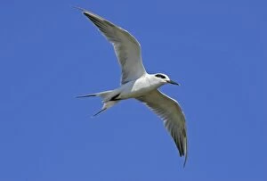 Images Dated 21st September 2004: Forster's Tern Brigantine NWR, New Jersey, USA