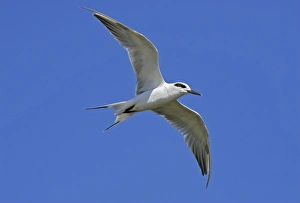 Images Dated 21st September 2004: Forster's Tern Brigantine NWR, New Jersey, USA