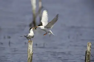 Forsters Prints: Forster's Tern - Courtship Food Pass New Jersey, USA BI006908