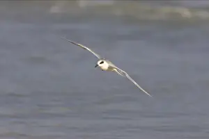 Forsters Prints: Forster's Tern in flight. Estero Lagoon, florida, USA BI001654