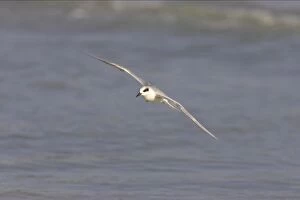 Images Dated 16th March 2006: Forster's Tern in flight. Estero Lagoon, florida, USA BI001654