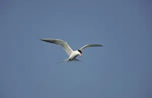 Forster's Tern - In flight, hunting for fish New Jersey, USA BI006909