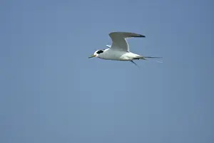 Forsters Prints: Forster's Tern - In flight New Jersey, USA BI006907