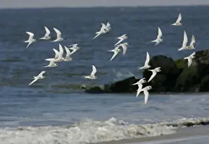 Forster's Tern New Jersey, USA
