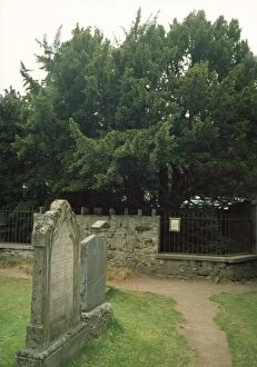 Images Dated 9th July 2008: Fortingall Yew - in Church-yard Perthshire Scotland