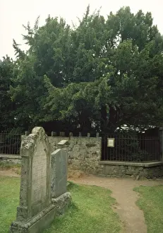 Grave Prints: Fortingall Yew - in Church-yard Perthshire Scotland