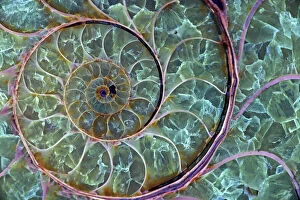 Abstract Gallery: Fossil ammonite