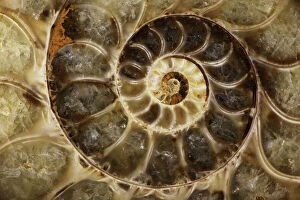 Molluscs Gallery: Fossil ammonite