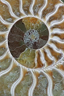 Arty Gallery: Fossil Ammonite - Cleoniceras sp. - Cretaceous - Madagascar