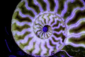 Ammonite Prints: Fossil ammonite- Cleoniceras spp. - Cretaceous - Madagascar