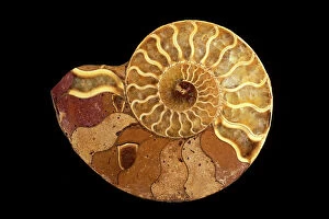 Fossil: Ammonite (cross section) - Name: Perisphinctes